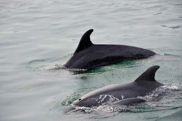 Avistamiento de delfines en Setúbal