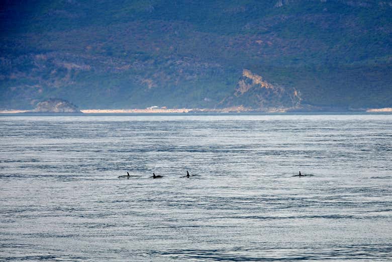 Estuario del Sado